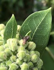 Eutreta noveboracensis