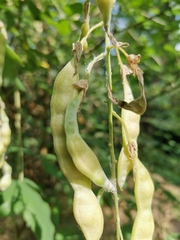 Laburnum anagyroides