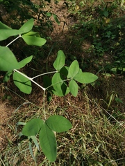 Laburnum anagyroides