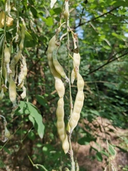 Laburnum anagyroides