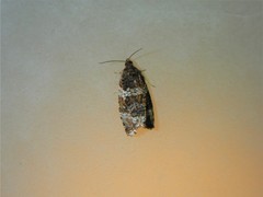 Olethreutes valdanum