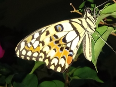 Papilio demoleus