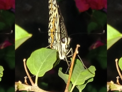 Papilio demoleus
