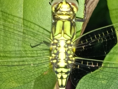 Orthetrum sabina