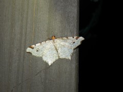 Macaria notata