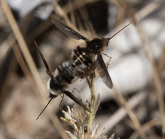 Bombylius lancifer