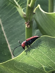 Tetraopes tetrophthalmus