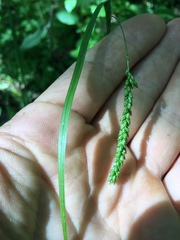 Carex gracillima