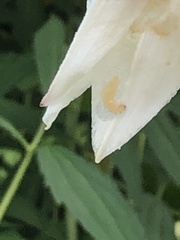 Caplothorax melanopterus