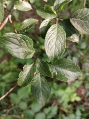 Prunus cerasifera