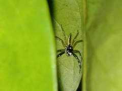 Phintelloides versicolor