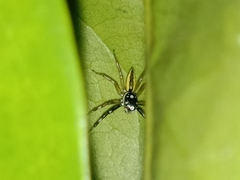 Phintelloides versicolor