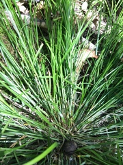 Carex radiata