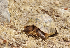 Testudo graeca