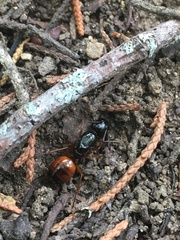 Camponotus americanus