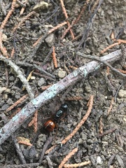 Camponotus americanus