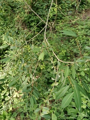 Salix