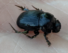 Copris minutus