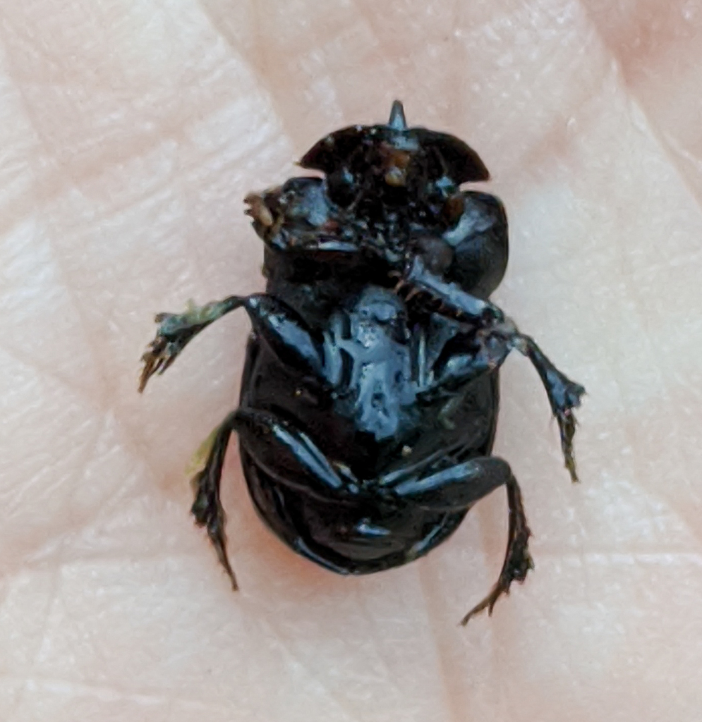Small Black Dung Beetle