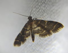 Anageshna