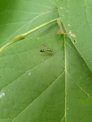Condylostylus nebulosus
