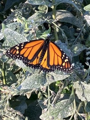 Danaus plexippus