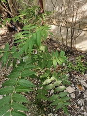Ailanthus altissima