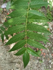 Ailanthus altissima