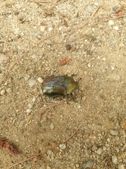 Pseudotorynorrhina japonica