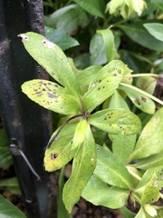 Microsphaeropsis hellebori