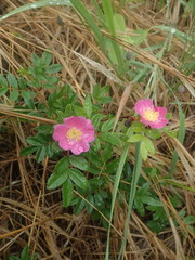 Rosa nitida