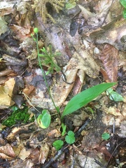 Platanthera clavellata