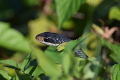 Coluber constrictor priapus image