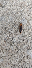Phengodes plumosa