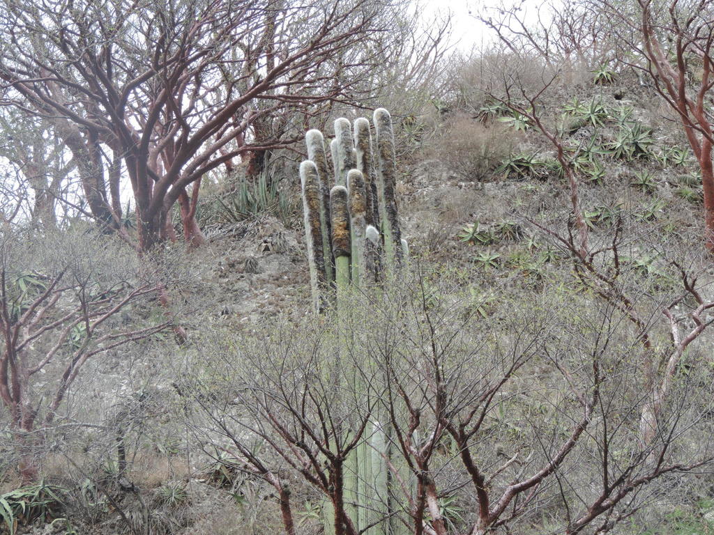 Cephalocereus senilis, Hidalgo, MX