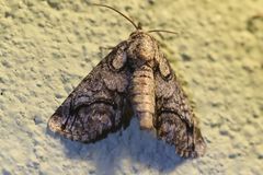 Paectes abrostolella