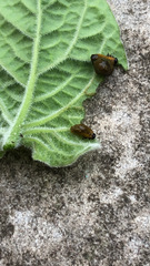 Leptinotarsa decemlineata