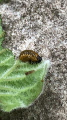 Leptinotarsa decemlineata