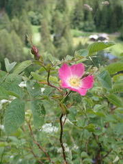 Rosa montana