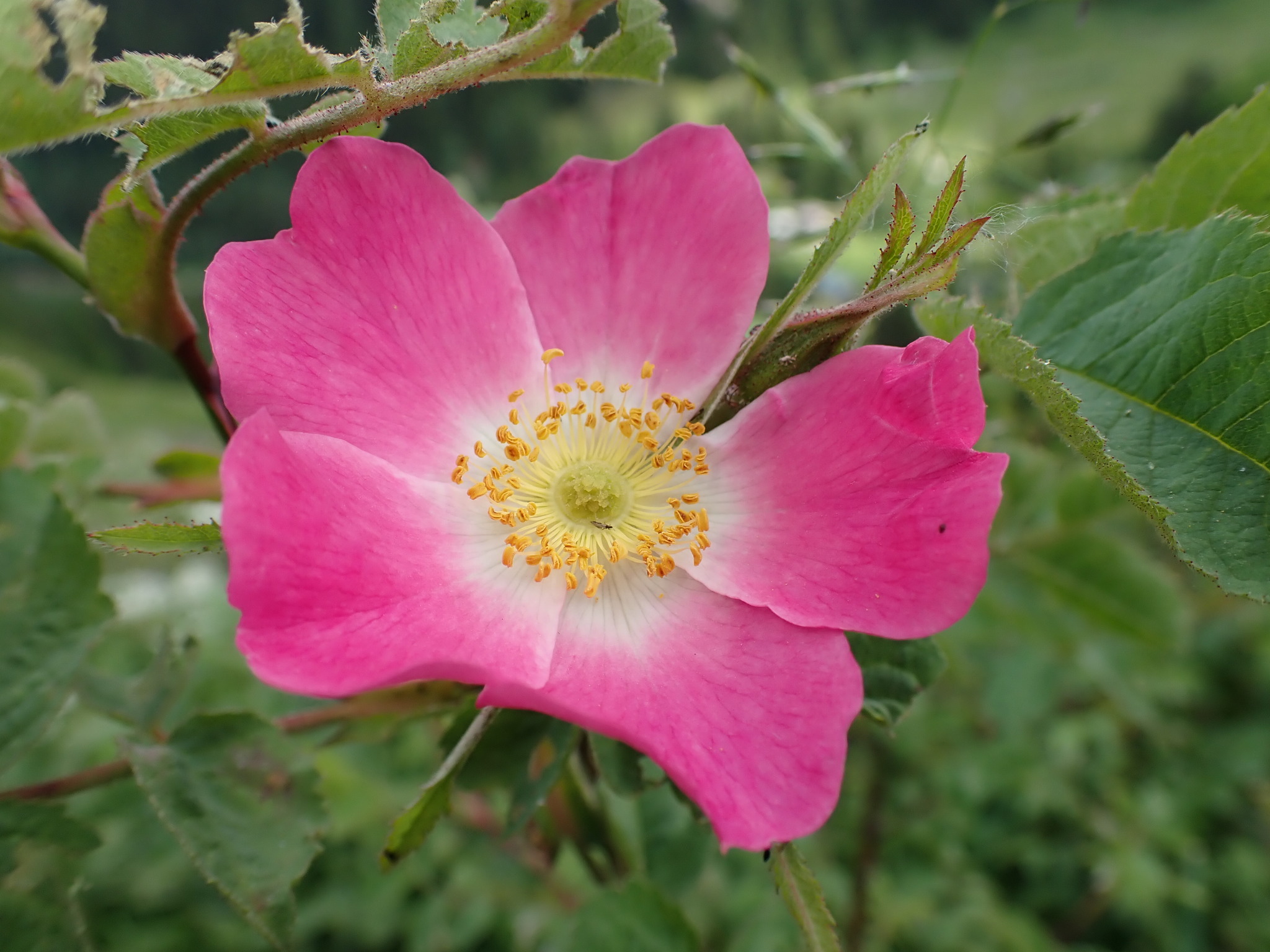 Rosa montana