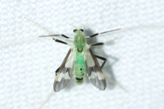 Stenochironomus hilaris