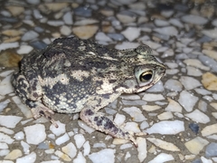 Rhinella beebei