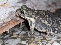 Rhinella beebei