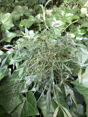 Cucumber mosaic virus