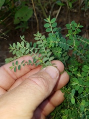 Phyllanthus abnormis
