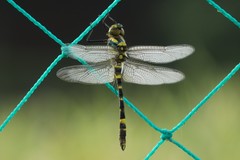 Epophthalmia elegans