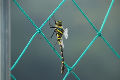 Epophthalmia elegans