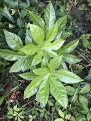 Fatsia