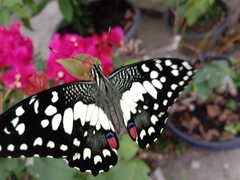 Papilio demoleus