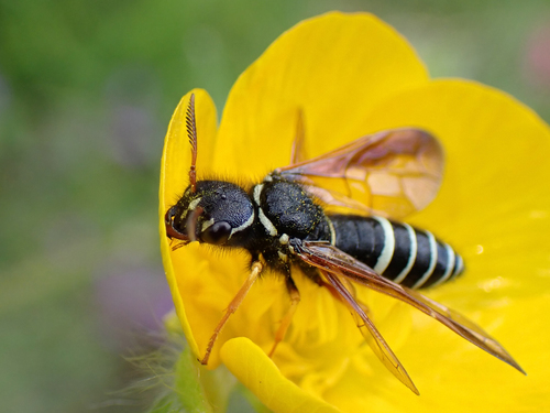 Megalodontes cephalotes (Fabricius, 1781)